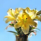 Lilies_and_Daylilies_006