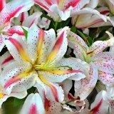Lilies_and_Daylilies_008
