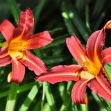 Lilies_and_Daylilies_009
