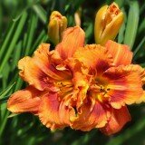 Lilies_and_Daylilies_010