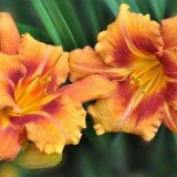 Lilies_and_Daylilies_011