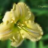 Lilies_and_Daylilies_012