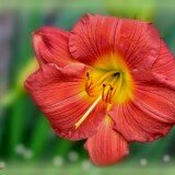 Lilies_and_Daylilies_013