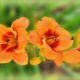 Lilies_and_Daylilies_014