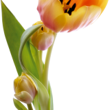 Yellow-Tulips_054