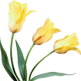 Yellow-Tulips_055
