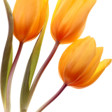 Yellow-Tulips_056