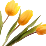 Yellow-Tulips_057